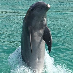 Meet your Posher, Hugh